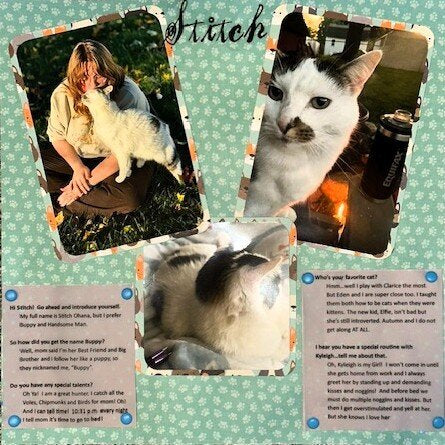 Photoplay CAT NIP 12”X12” Scrapbook Paper