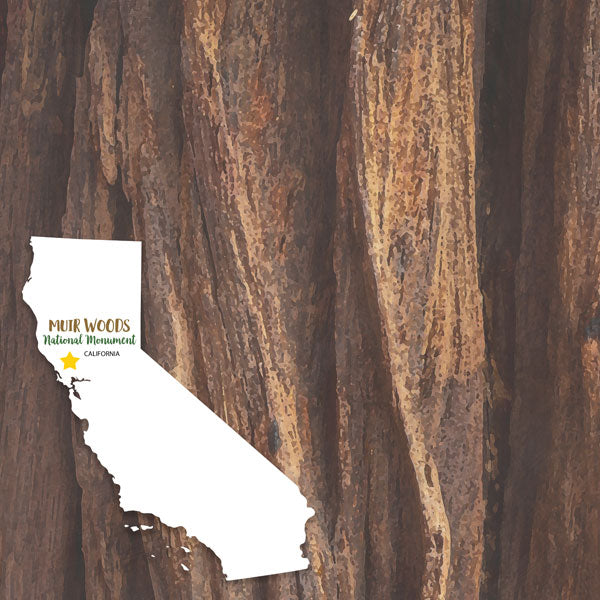 MUIR WOODS California National Monument 12"X12" Scrapbook Paper