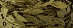 May Arts 1" LEAF RIBBON 1 yard yd - Scrapbook Kyandyland