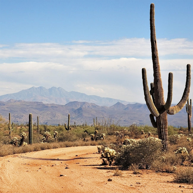 SOUTHWEST CACTUS Shimmer 12"x12" Paper