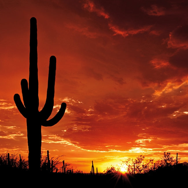 SOUTHWEST SAGUARO SUNSET Shimmer 12"x12" Scrapbook Paper