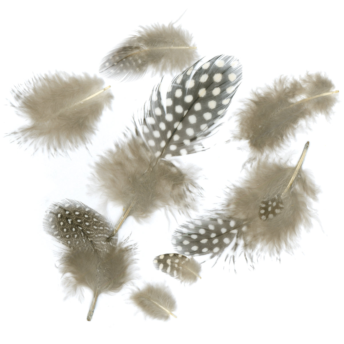 Zucker GUINEA PLUMAGE Natural Feathers 1-4” 0.04oz