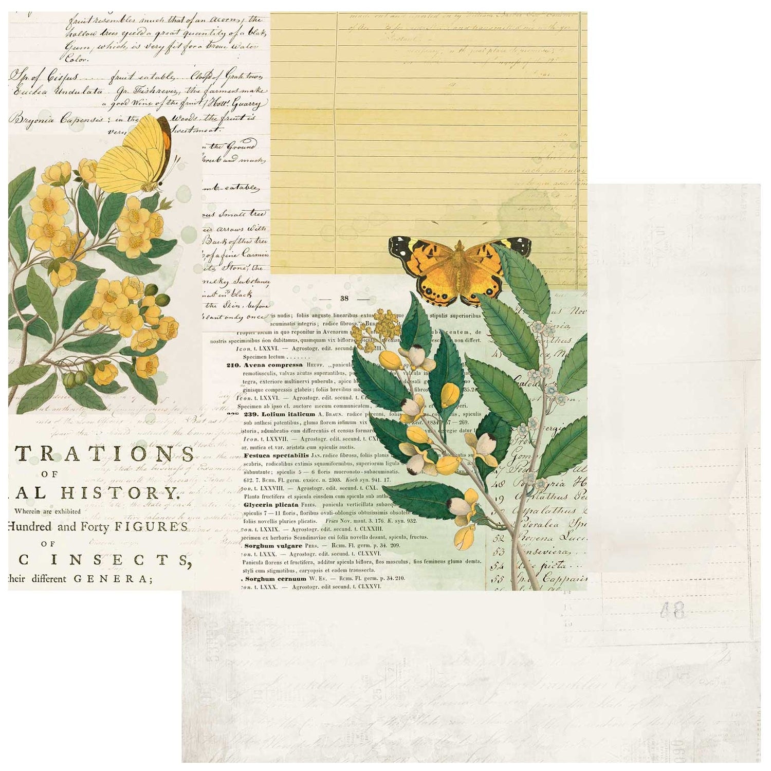 49 and Market Curators Botanical NATURAL HISTORY 12&quot;X12&quot; Scrapbook Paper