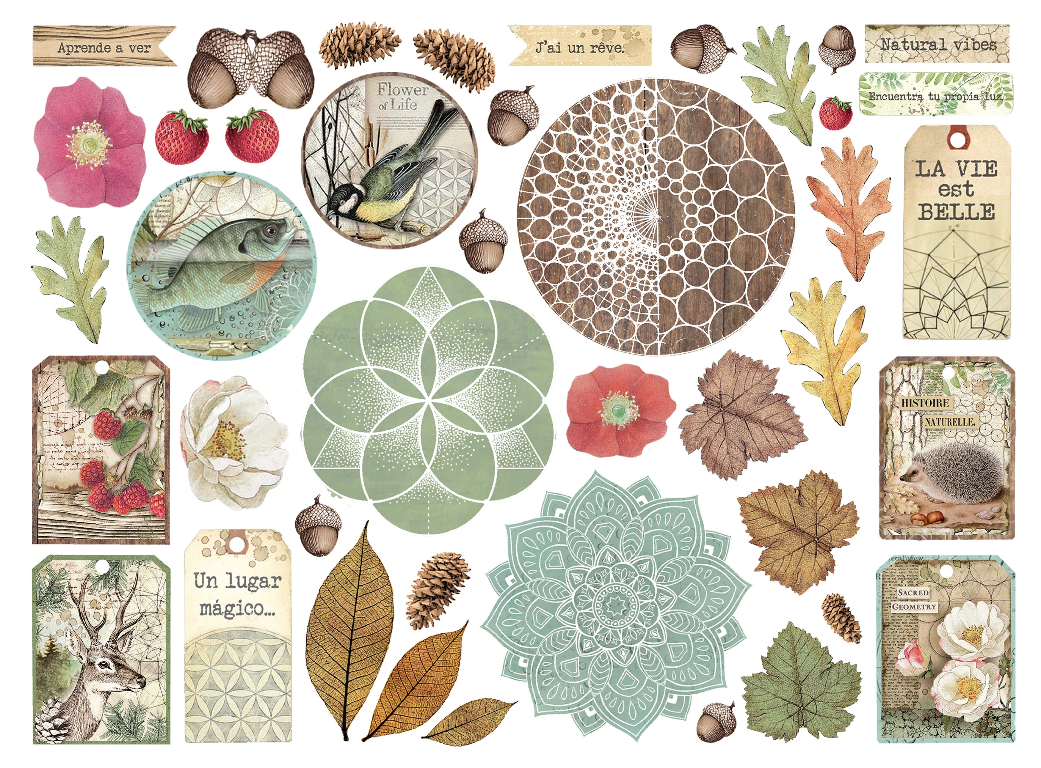 Stamperia FOREST Die Cuts