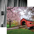 Reminisce Covered Bridges CHERRY BLOSSOMS 12X12 Scrapbook Paper