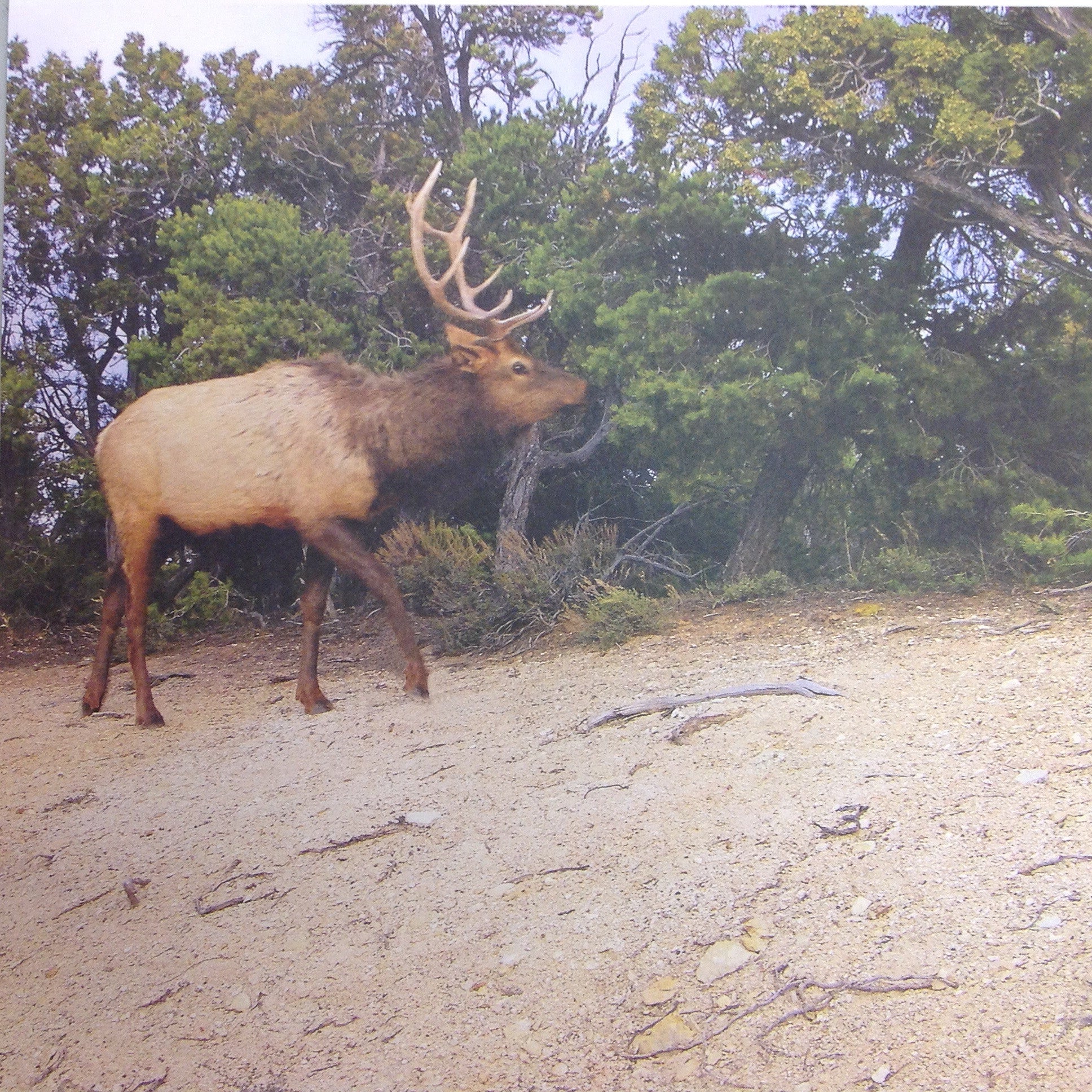 McRice Photo ELK 12&quot;X12&quot; Sheet - Scrapbook Kyandyland