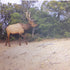 McRice Photo ELK 12"X12" Sheet - Scrapbook Kyandyland